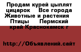 Продам курей цыплят,цицарок. - Все города Животные и растения » Птицы   . Пермский край,Краснокамск г.